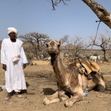 Mohammed Abdallah Juma, Dillis Gemeidevorsteher, mit einem Kamel in Jebel Marra.